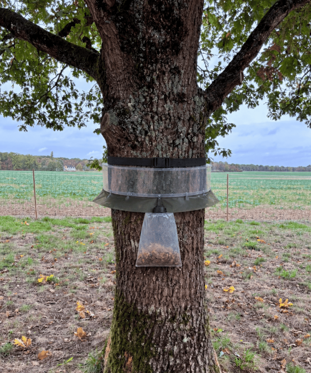 Système de collier posé sur un chêne pour récupérer les chenilles processionnaires