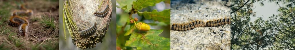 Chenilles processionnaires à Sens et dans l'Yonne