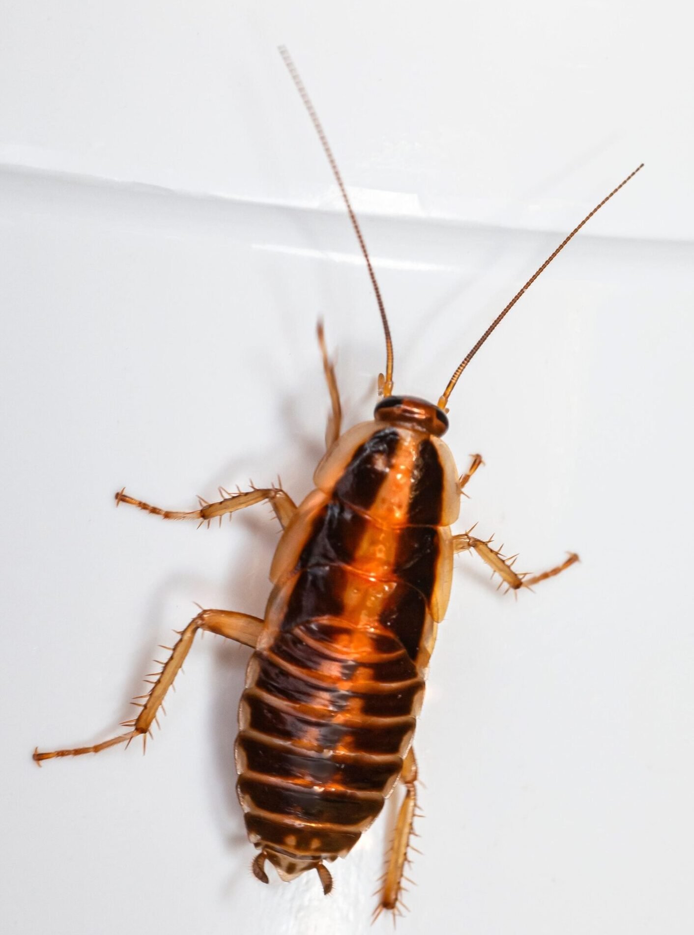 Blatte germanique