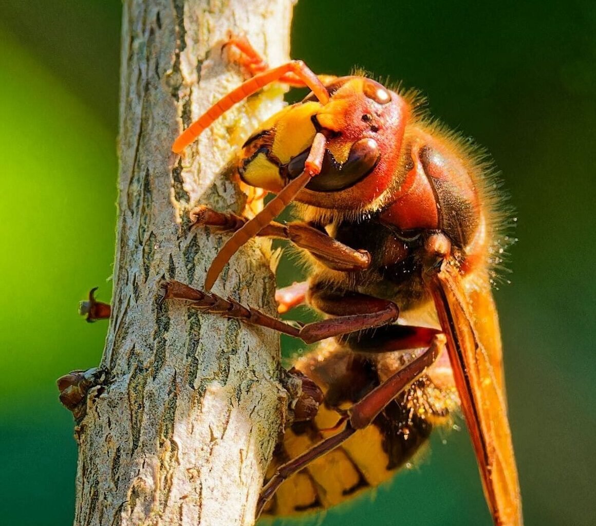 Frelon européen sur une branche