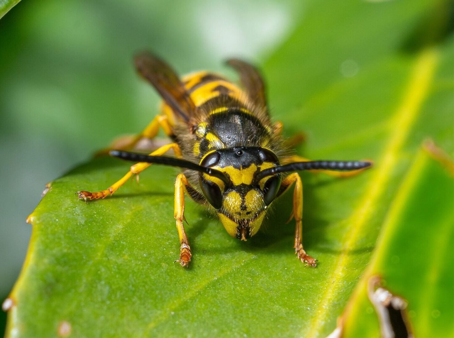 Guêpe jaune et noire sur une feuille