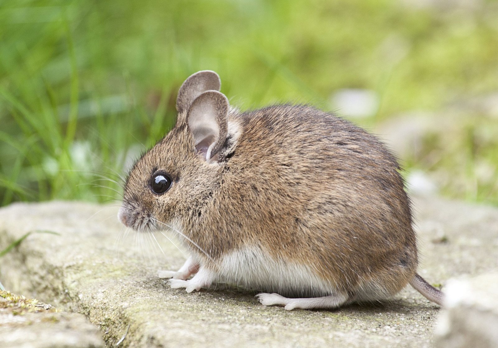 Mulot ou souris sauteuse