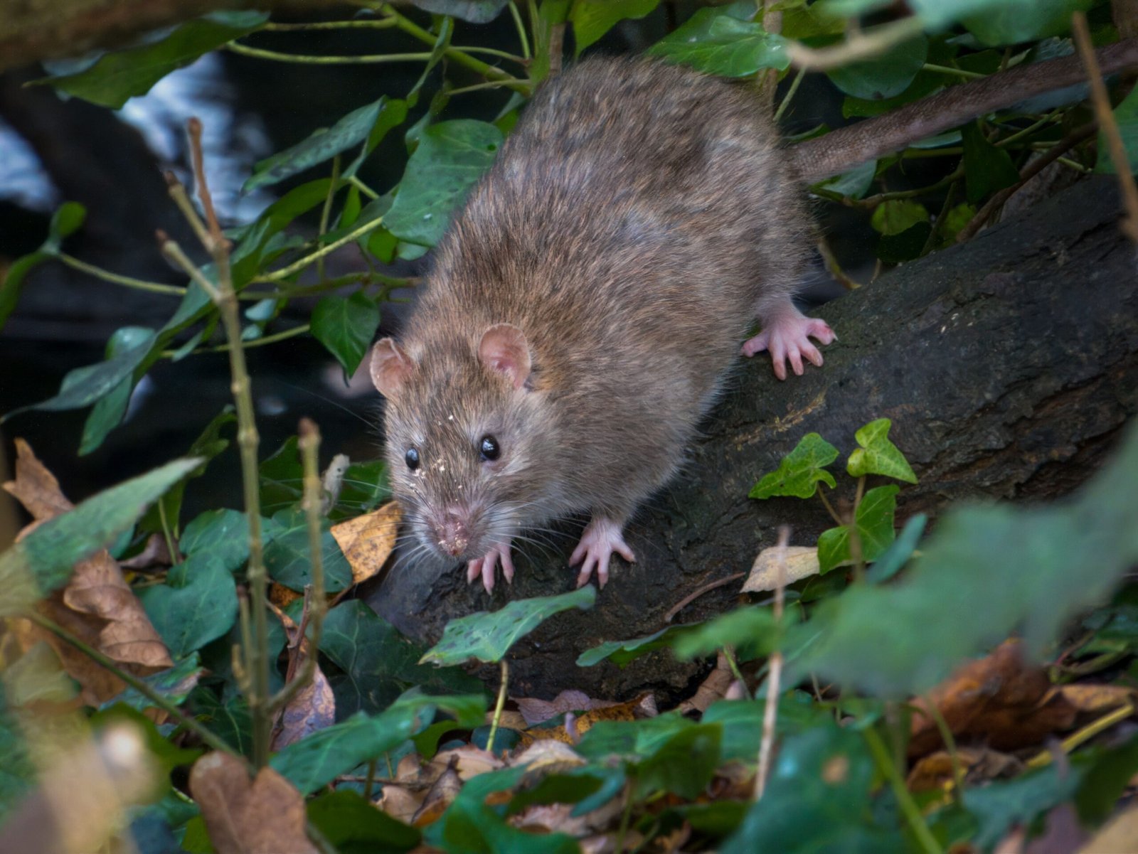 Rat brun ou surmulot