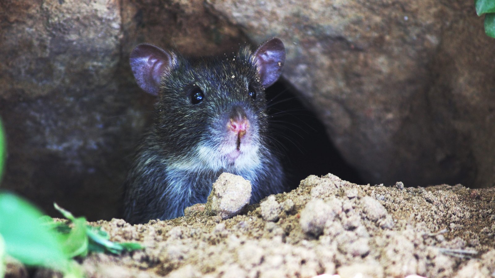 Rat noir ou rat des toits