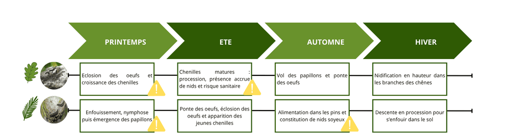 Saisons et activités des chenilles processionnaires