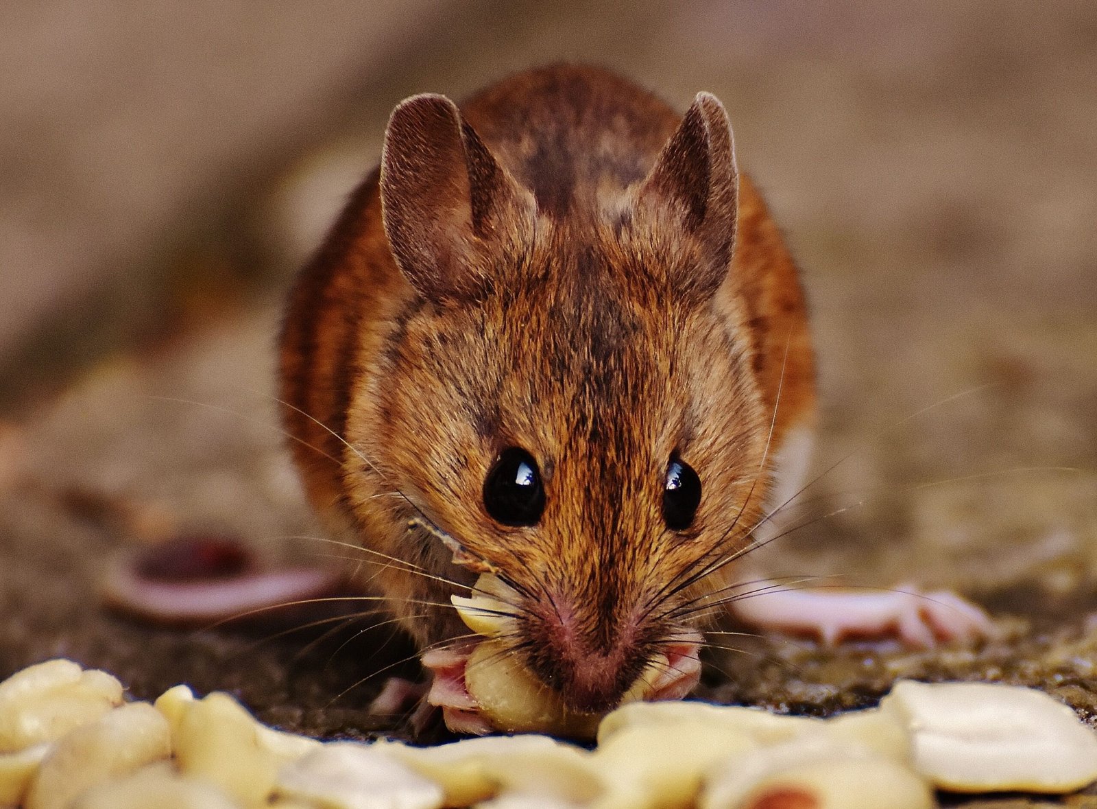 Souris domestique