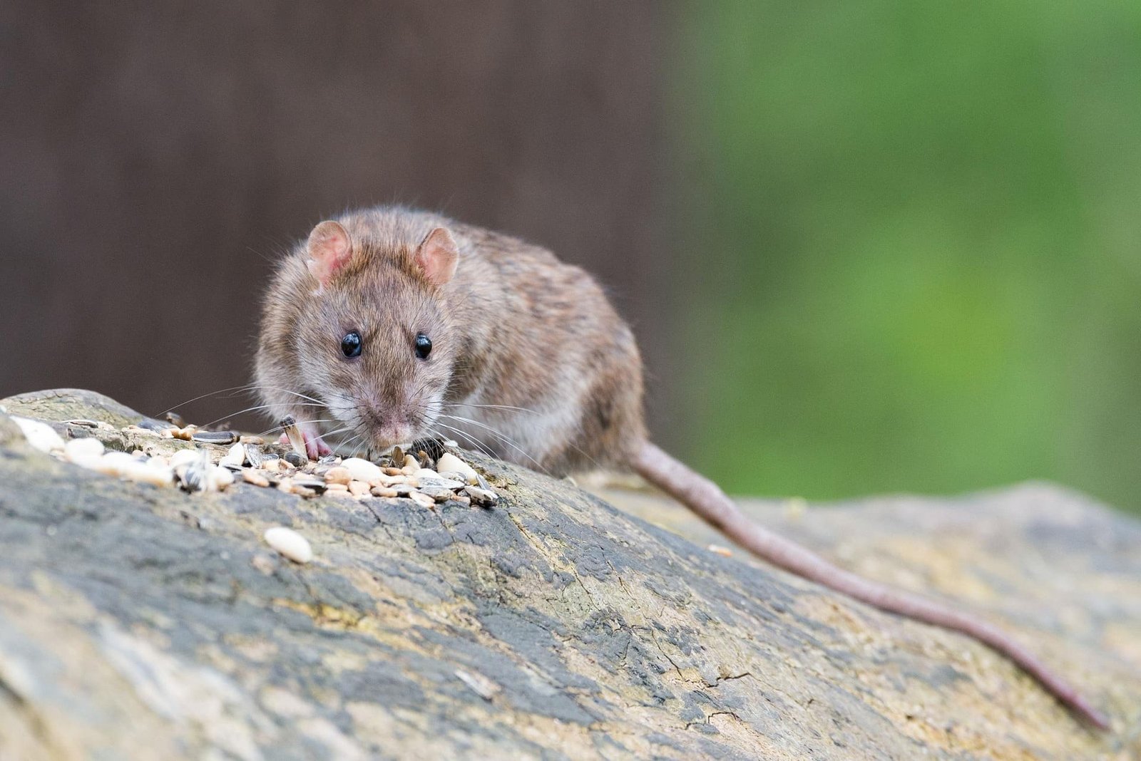 Rat en train de manger des graines
